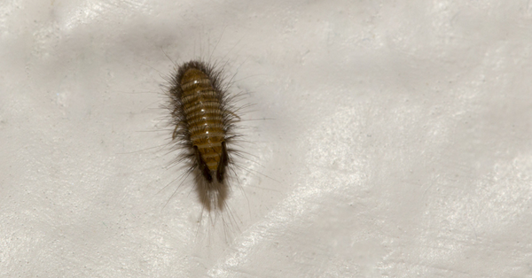 Beetle Larvae Beetle Larvae