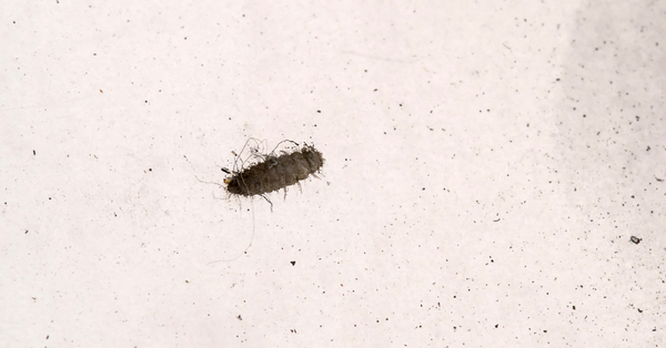 Beetle Larvae Beetle Larvae