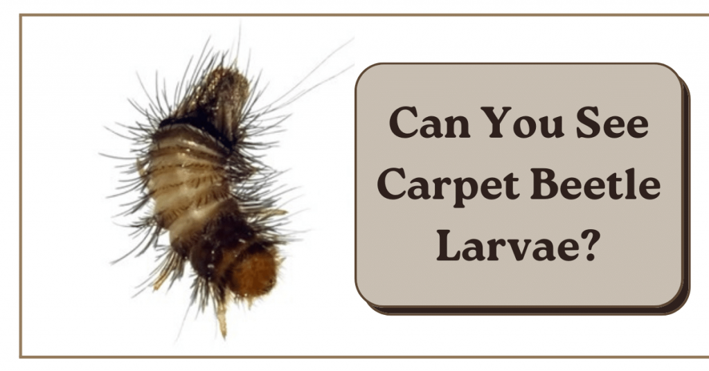 Carpet Beetle Larvae Carpet Beetle Larvae