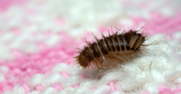 Carpet Beetles’ Larvae Carpet Beetles’ Larvae