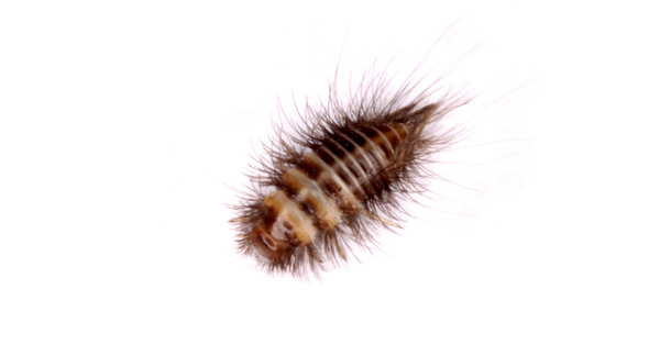 Carpet Beetles Larvae Carpet Beetles Larvae