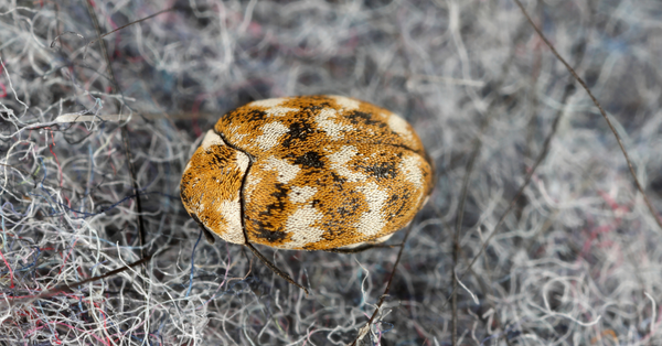Carpet beetle Carpet beetle