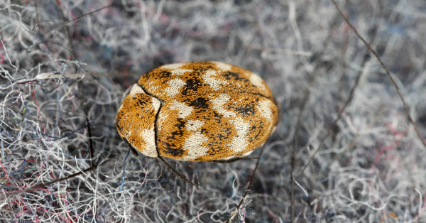 Carpet beetle