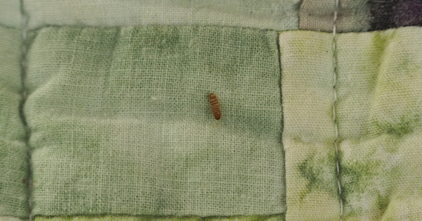 Larvae in Homes