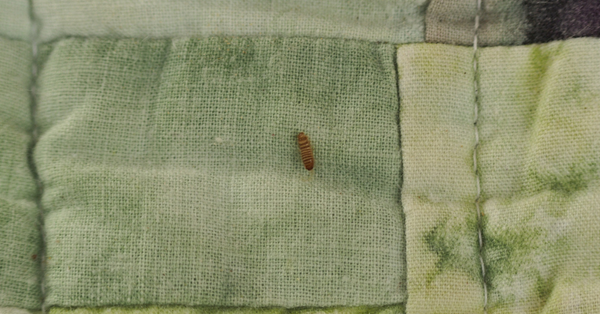 Larvae in Homes Larvae in Homes