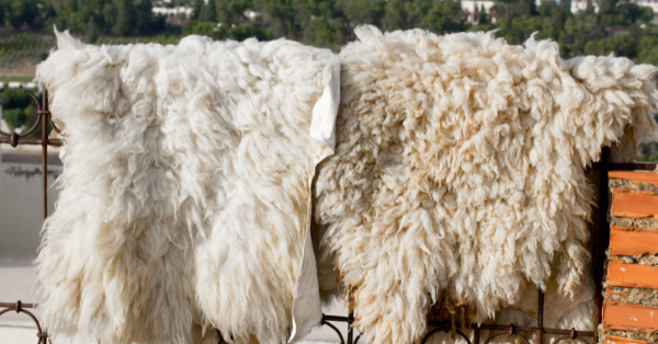 Sheep skins drying