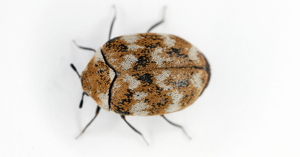 adult carpet beetle