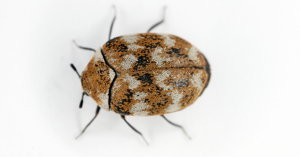 adult carpet beetle adult carpet beetle