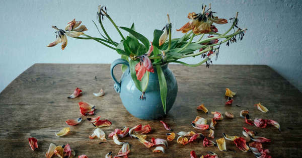 dead flower petals dead flower petals