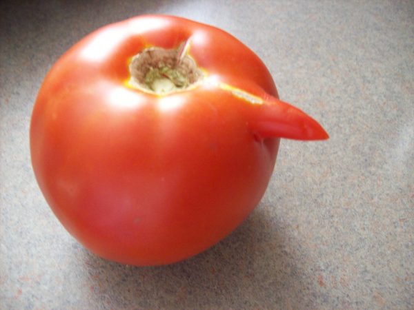 funny tomato