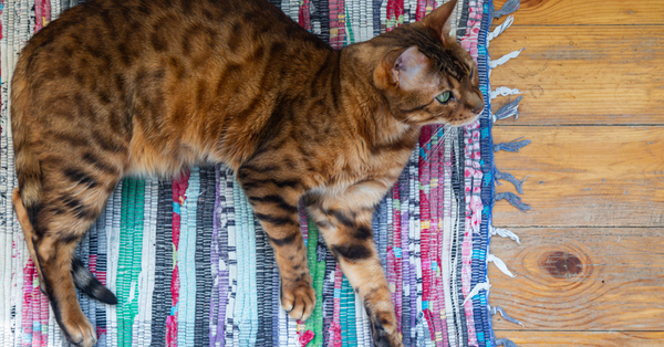 Vintage Rugs Vintage Rugs