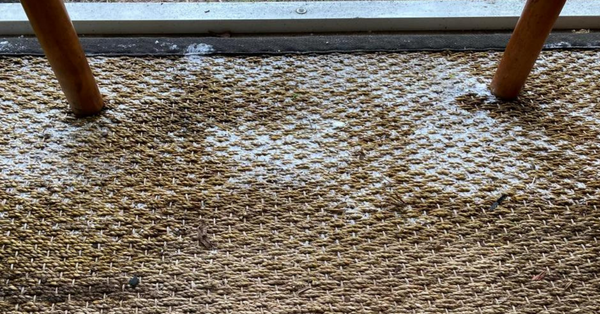 seagrass rug in mold seagrass rug in mold
